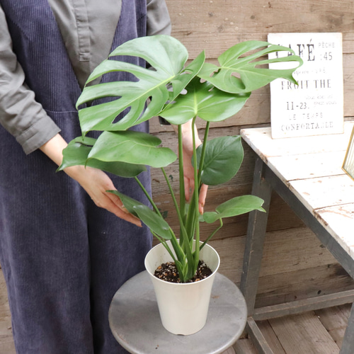 モンステラ♡6号♡観葉植物♡インテリア♡ガーデニング アートフラワー