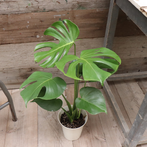 モンステラ♡6号♡観葉植物♡インテリア♡ガーデニング アート