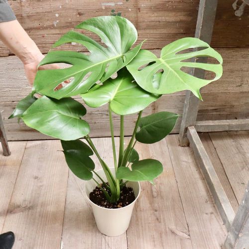 特大モンステラ】存在感バツグン！おしゃれな観葉植物＊インテリア