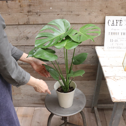 モンステラ♡6号♡観葉植物♡インテリア♡ガーデニング アートフラワー