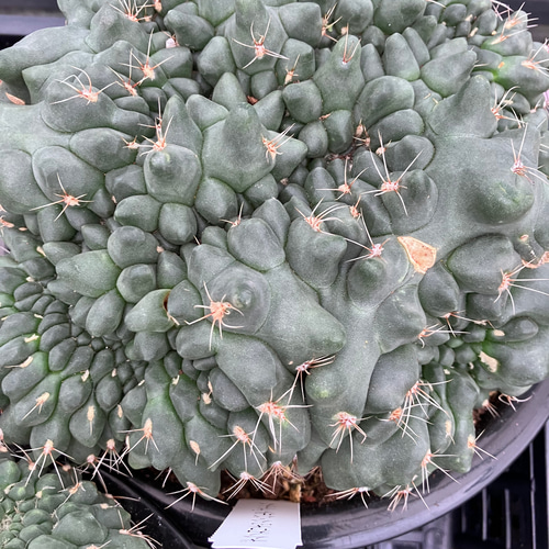 緋花玉＊ギムノカリキウム＊バルディアナム＊特大株＊サボテン