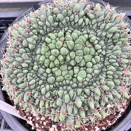 緋花玉＊ギムノカリキウム＊バルディアナム＊特大株＊サボテン