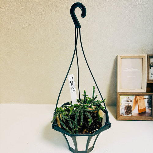 【2025春夏新色】 現品］リプサリス 吊り かわいい 蔓性 室内 観葉植物 ピロカルパ 花・観葉植物