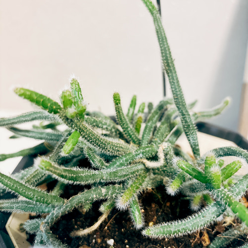 現品］リプサリス ピロカルパ 観葉植物 室内 蔓性 かわいい 吊り