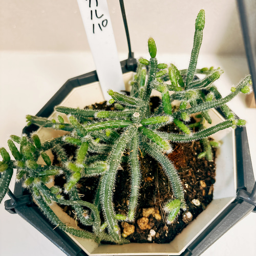【2025新春福袋】 現品］リプサリス 吊り かわいい 蔓性 室内 観葉植物 ピロカルパ 花・観葉植物