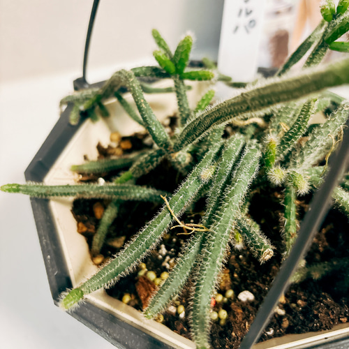 現品］リプサリス ピロカルパ 観葉植物 室内 蔓性 かわいい 吊り