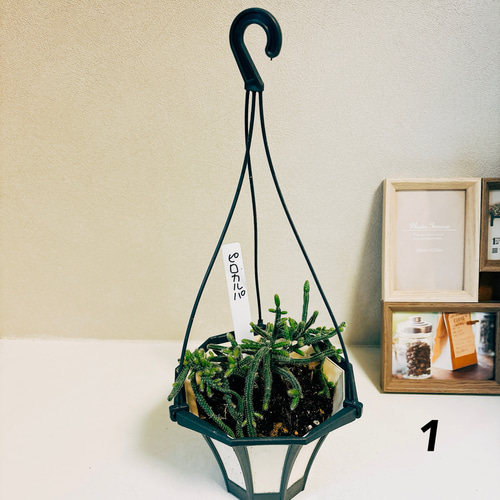送料無料商品 |  公式 オンライン 室内 観葉植物 ピロカルパ 現品］リプサリス 蔓性 吊り かわいい 花・観葉植物