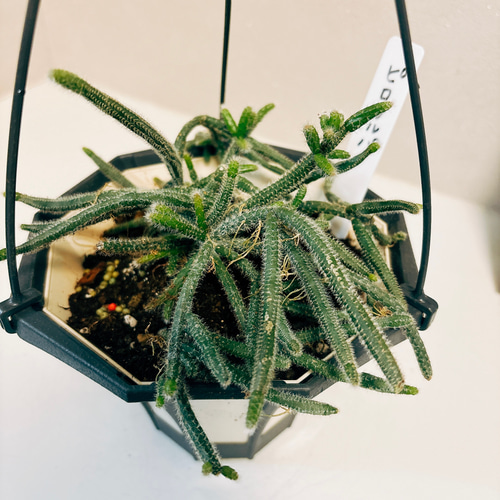 現品］12番 リプサリス ピロカルパ 5号 観葉植物 室内 蔓性