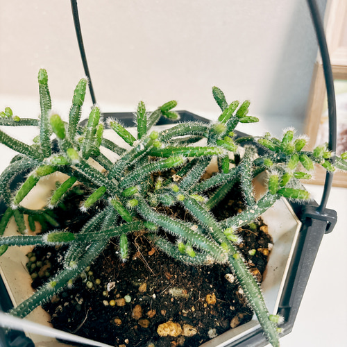 現品］リプサリス ピロカルパ 観葉植物 室内 蔓性 かわいい 吊り