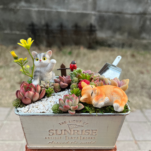 多肉植物の寄せ植え♡箱庭風♡そのまま飾れる