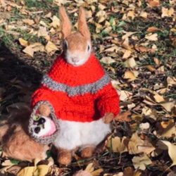冬季セール☆羊毛フェルトの赤いセーターのキタリスA 8枚目の画像