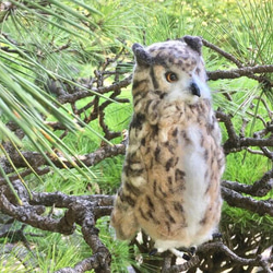 ☆羊毛フェルトのベンガルワシミミズクA 5枚目の画像