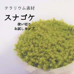 ホソウリゴケ 盆栽素材等 その他素材 earth green 通販 17412376