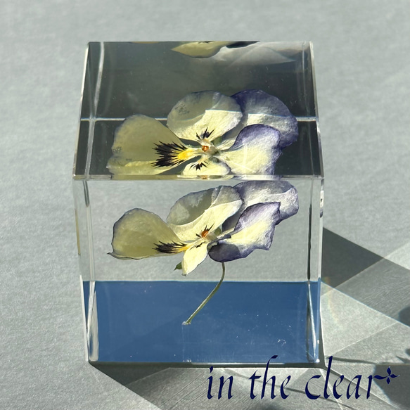 植物標本　ビオラ　紺色と黄色　レジン　４センチキューブ 3枚目の画像