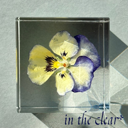 植物標本　ビオラ　紺色と黄色　レジン　４センチキューブ 2枚目の画像