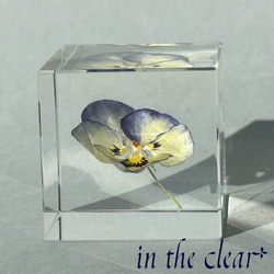 植物標本　ビオラ　紺色と黄色　レジン　４センチキューブ 4枚目の画像