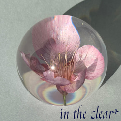 植物標本　河津桜　ピンク　５センチ球体 7枚目の画像