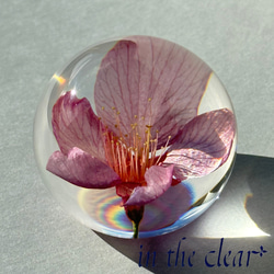 植物標本　河津桜　ピンク　５センチ球体 5枚目の画像