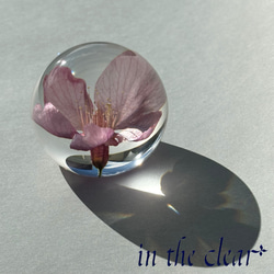 植物標本　河津桜　ピンク　５センチ球体 2枚目の画像
