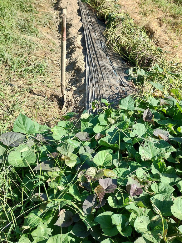[農家直送]安納芋800g以上２ヶ月以上熟成(栽培期間中、化学肥料・農薬不使用))　　 3枚目の画像