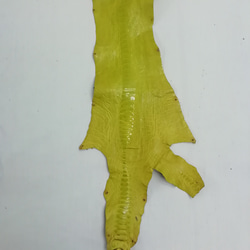 【希少!!】オーストレッグ　爪付き　黄緑 2枚目の画像