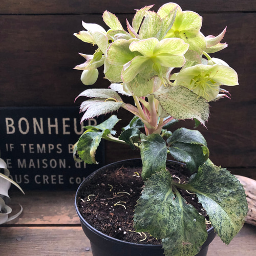 スノーフィーバー♡斑入りクリスマスローズ♡ガーデニング♡希少