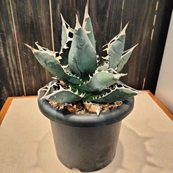 アガベ　チタノタ　ホワイトシャーク　agave　大きめ株　高さ30cm 横20cm 存在感がある植物お探しの方ありました 1枚目の画像