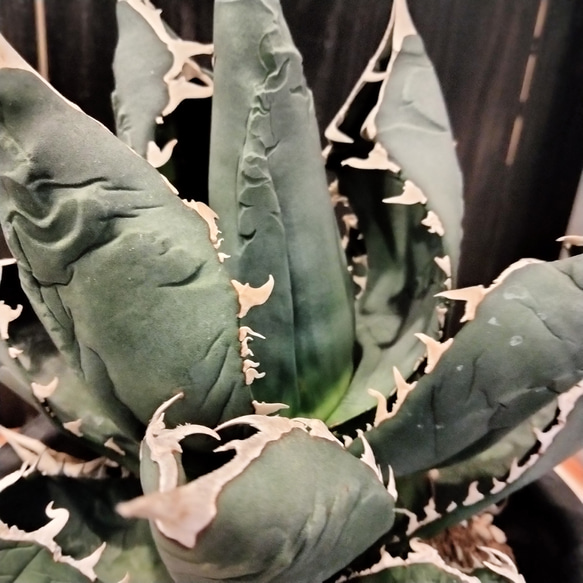 アガベ　チタノタ　ホワイトシャーク　agave　大きめ株　高さ30cm 横20cm 存在感がある植物お探しの方ありました 9枚目の画像