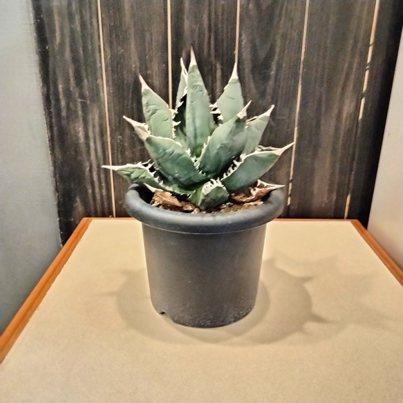 アガベ　チタノタ　ホワイトシャーク　agave　大きめ株　高さ30cm 横20cm 存在感がある植物お探しの方ありました 5枚目の画像