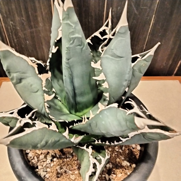 アガベ　チタノタ　ホワイトシャーク　agave　大きめ株　高さ30cm 横20cm 存在感がある植物お探しの方ありました 8枚目の画像