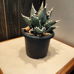 アガベ　チタノタ　ホワイトシャーク　agave　大きめ株　高さ30cm 横20cm 存在感がある植物お探しの方ありました 4枚目の画像