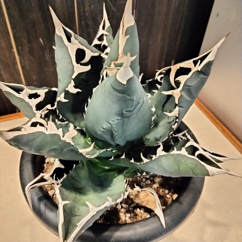 アガベ チタノタ ホワイトシャーク agave 大きめ株 高さ30cm 横20cm