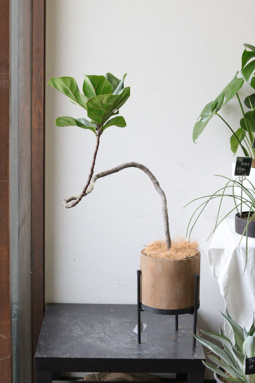 【龍頭】パキポディウム☆グラキリス パキポディウム グラキリス 神龍 龍頭 【公式通販】