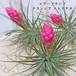 花寄せ植え ジュリアン＆アリッサム ギャザリングリース35㎝受注生産