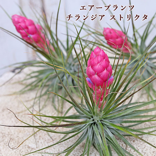 送料無料 観葉植物 エアープランツ チランジア ストリクタ 花苞付き 土