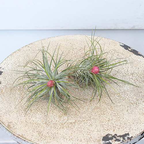 送料無料 観葉植物 エアープランツ チランジア ストリクタ 花苞付き 土