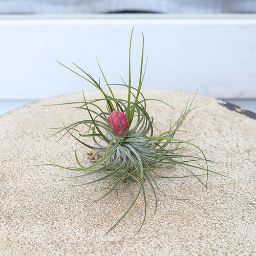 送料無料 観葉植物 エアープランツ チランジア ストリクタ 花苞付き 土