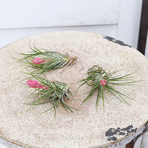 送料無料 観葉植物 エアープランツ チランジア ストリクタ 花苞付き 土