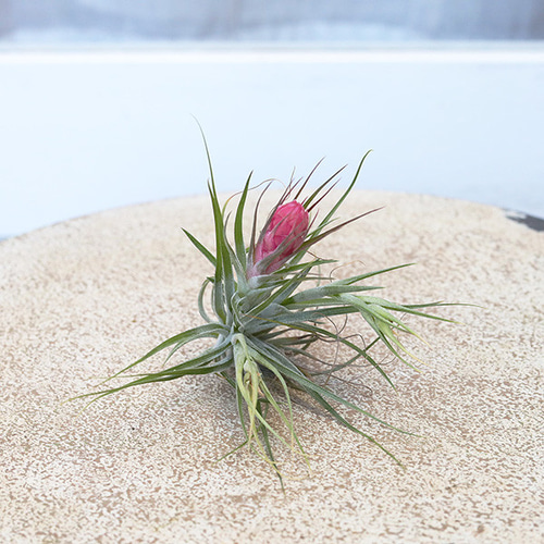 送料無料 観葉植物 エアープランツ チランジア ストリクタ 花苞付き 土