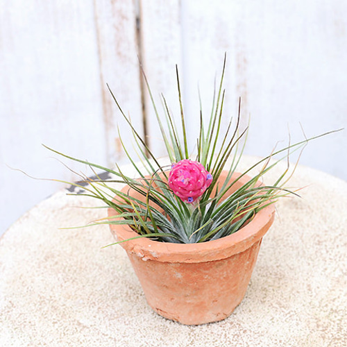 エアプランツ ピンク鉢 生花/鉢】エアプランツおまかせアソート!(Sサイズ)【F】 - 花材通販は