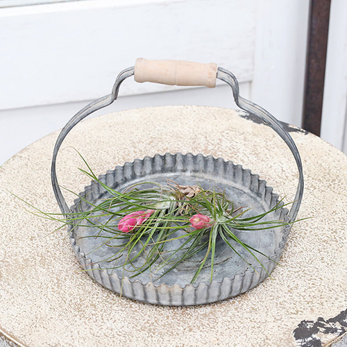 送料無料 観葉植物 エアープランツ チランジア ストリクタ 花苞付き 土