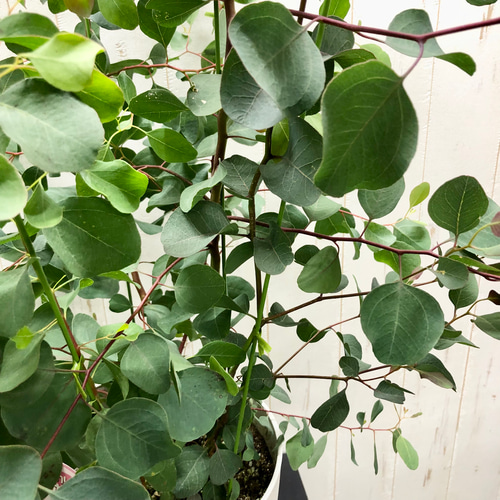 ポポラス株立ち/ 729