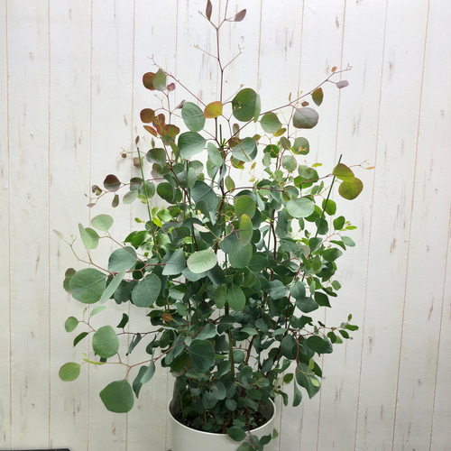 ポポラス株立ち/ 729