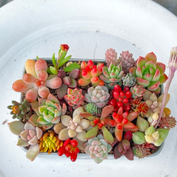 冬季限定♡⃛ちまちま寄せ植え紅葉中＊ちまちまサイズ＊多肉植物＊抜き