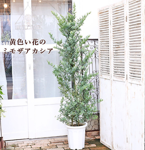 送料無料現品販売 常緑木 ミモザ アカシア 花芽付き 10号 H195cm 庭