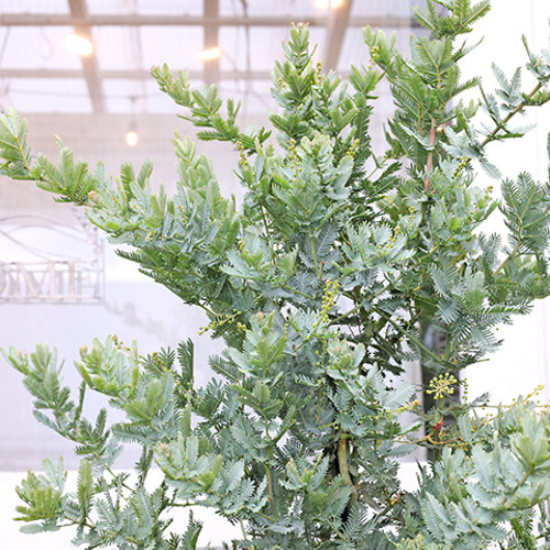 送料無料現品販売 常緑木 ミモザ アカシア 花芽付き 10号 H195cm