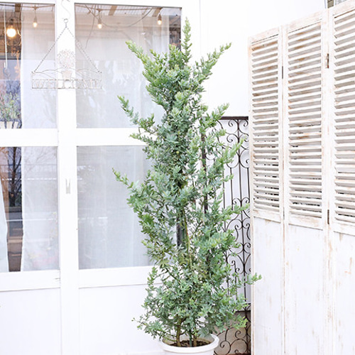 送料無料現品販売 常緑木 ミモザ アカシア 花芽付き 10号 H195cm