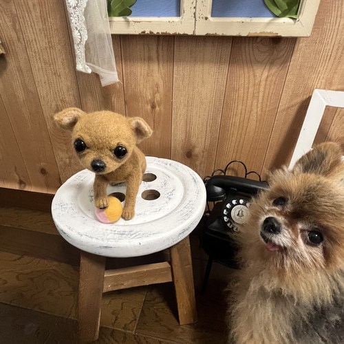羊毛フェルトのスムースチワワちゃん 羊毛フェルト ♪めれんげど~る
