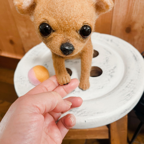 羊毛フェルトのスムースチワワちゃん 羊毛フェルト ♪めれんげど~る