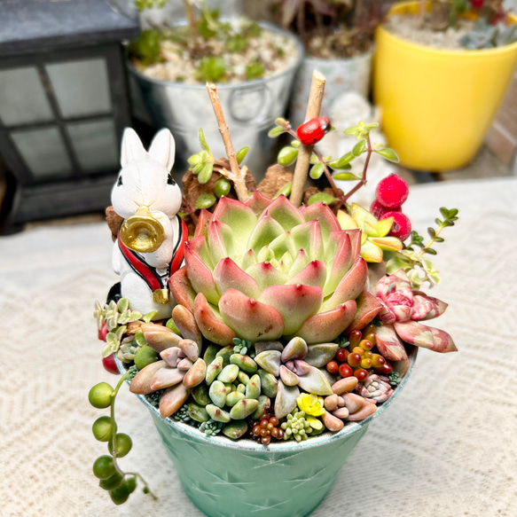 ❤️多肉植物❤️そのまま飾れる寄せ植え~❤️うさぎちゃん♪︎♪︎